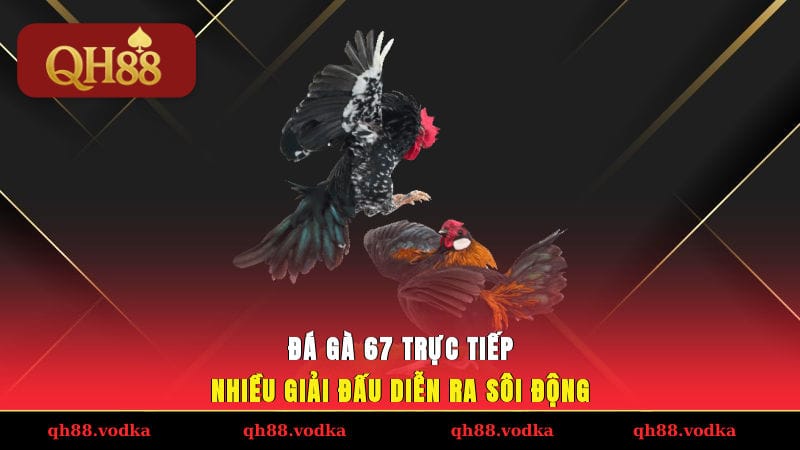 Đá gà 67 trực tiếp nhiều giải đấu diễn ra sôi động