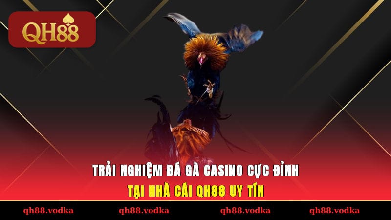 Trải Nghiệm Đá Gà Casino Cực Đỉnh Tại Nhà Cái QH88 Uy Tín